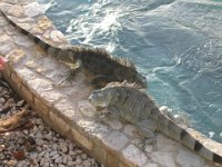 Iguanas   Bonaire 2005 013  Iguanas  -->