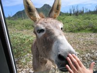 Bonaire National Park 039  -->