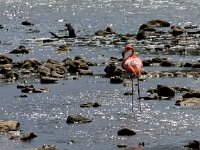 Flamingo   Bonaire DEC2013 1642  Flamingo  -->