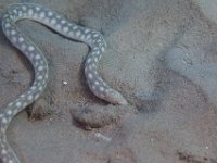 Sharp Tailed Eel   BON DEC2012 6169  Sharp Tailed Eel  -->