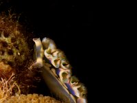 Lettuce Sea Slug   BON DEC2012 6222  Lettuce Sea Slug  -->