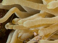 Spotted Cleaner Shrimp   BON DEC2012 6258  Spotted Cleaner Shrimp  -->