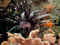 Lionfish   BON DEC2012 6347  Lionfish  -->