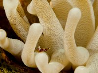 Squat Anemone Shrimp   BON DEC2012 6391  Squat Anemone Shrimp  -->