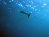 Spotted Eagle Ray   IMG 0002  Spotted Eagle Ray  -->