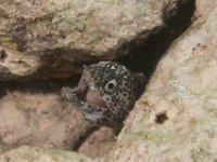 Spotted Moray Eel   IMG 0875  Spotted Moray Eel  -->