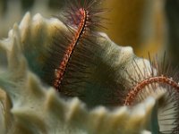 Brittle Star   IMG 0923  Brittle Star  -->
