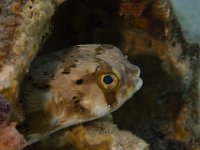 Balloonfish   IMG 0940  Balloonfish  -->