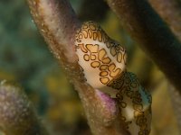 Flamingo Tongue Cowries   IMG 1224  Flamingo Tongue Cowries  -->