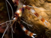 Banded Coral Shrimp   IMG 1311  Banded Coral Shrimp  -->
