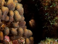 Goldentail Moray   IMG 1870  Goldentail Moray  --> : 2010, Bonaire, Underwater