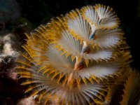 Christmas Tree Worm   IMG 2041  Christmas Tree Worm  --> : 2010, Bonaire, Underwater
