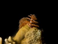 Christmas Tree Worm   IMG 4006  Christmas Tree Worm  -->