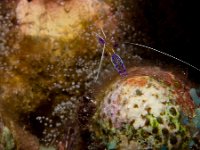 Pederson Cleaner Shrimp   IMG 4164  Pederson Cleaner Shrimp  -->