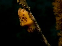 Flamingo Tongue Cowrie   IMG 5832  Flamingo Tongue Cowrie  -->