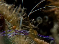 Pederson Cleaner Shrimp with eggs   IMG 5949  Pederson Cleaner Shrimp with eggs  -->
