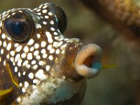 Smooth Trunkfish   IMG 5966  Smooth Trunkfish  -->