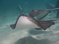 Stiingrays   CAY JUNE2010 1904  Stiingrays  -->