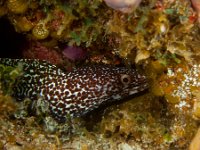 Spotted Moray Eel   CAY JUNE2010 2229  Spotted Moray Eel  -->