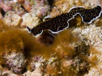 Nudibranch   FIJI JUNE2008 4642  Nudibranch  -->