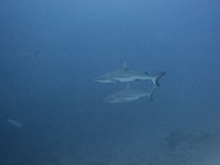 Gray Reef Sharks   FIJI JUNE2008 5043  Gray Reef Sharks  -->