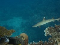 Whitetip Reef Shark   FIJI JUNE2008 5369  Whitetip Reef Shark  -->