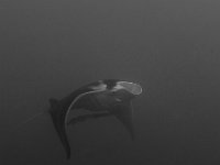 Manta Ray   FIJI JUNE2008 5443  Manta Ray  -->