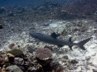 Whitetip Reef Shark   FIJI JUNE2008 5649  Whitetip Reef Shark  -->