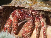 Blue Eyed Crab   ROATAN DEC2008 1140b  Blue Eyed Crab  -->