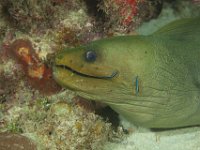 Green Moray   ROATAN DEC2008 1217  Green Moray  -->