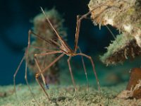 Arrow Crab   ROATAN DEC2008 1371  Arrow Crab  -->