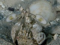 Mantis Shrimp   Roatan JUN2014 2865  Mantis Shrimp  -->