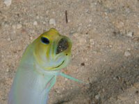 Jawfish   Roatan JUN2014 3070  Jawfish  -->