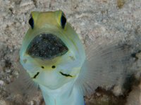 Jawfish   Roatan JUN2014 3081  Jawfish  -->