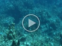 Sharks   Sharks  Sharks  -->
