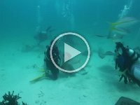 Stingray City   Stingrays  Stingray City  -->