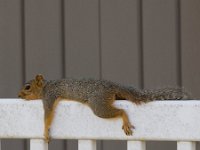 Squirrel   BR0A8215  Squirrel  -->