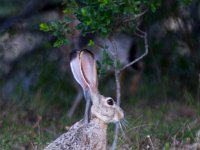 Jackrabbit   BR0A8259  Jackrabbit  -->