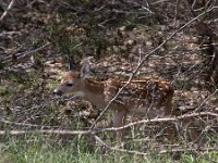 Whitetail Fawn   FAWNS 2014 2818  Whitetail Fawn  -->