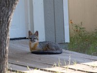 Grey Fox   FOX 2014 2762  Grey Fox  -->