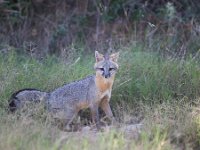 Gray Fox   FOX 2014 3144  Gray Fox  -->